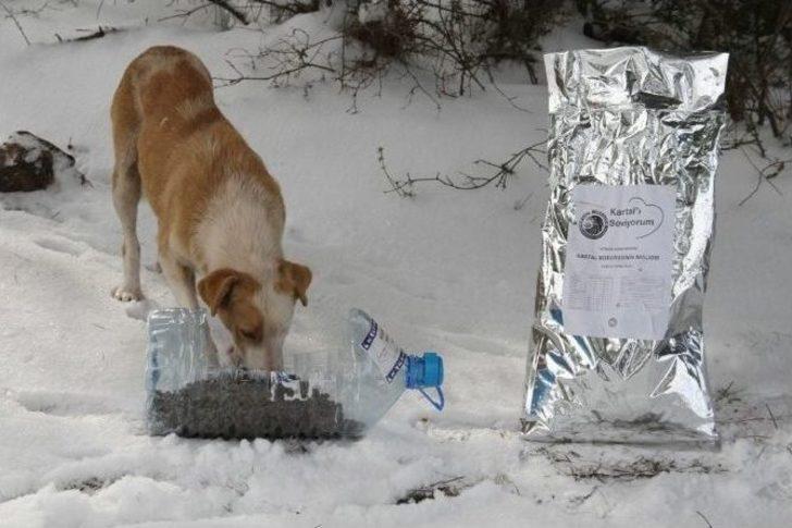 Kartal Belediyesi Sokak Hayvanlarının Yanında G2