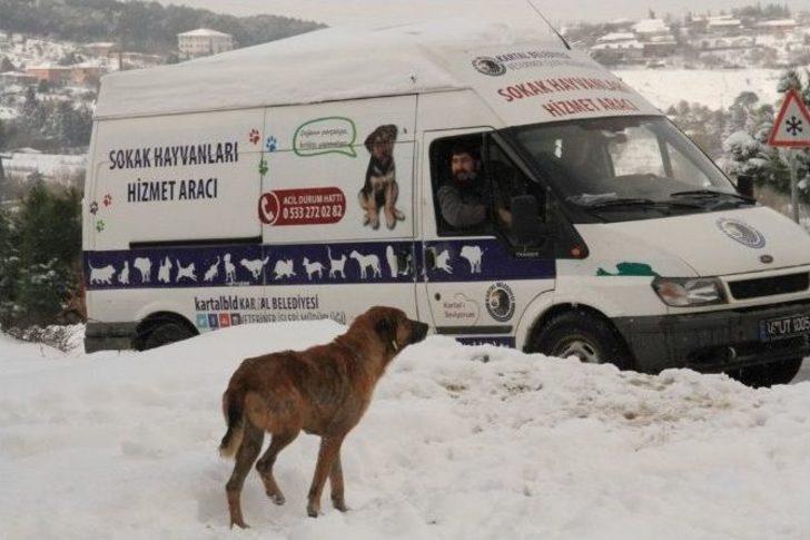Kartal Belediyesi Sokak Hayvanlarının Yanında G3