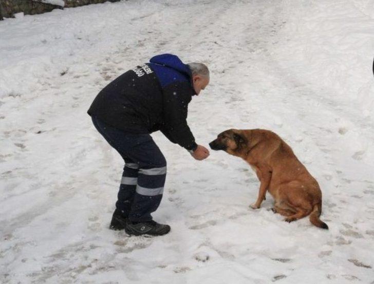 Kartal Belediyesi Sokak Hayvanlarının Yanında G4