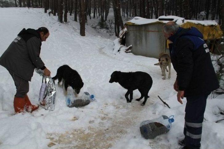 Kartal Belediyesi Sokak Hayvanlarının Yanında G5