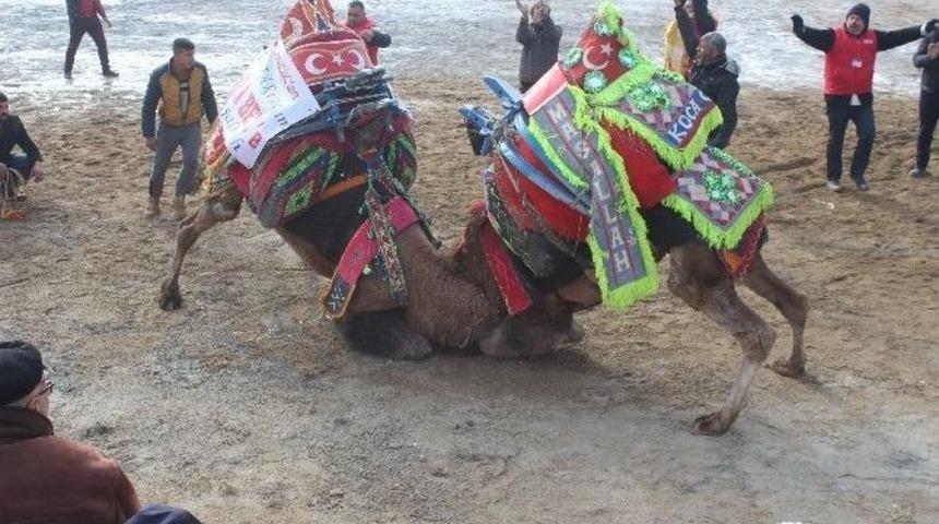 Şehitlere Saygı İ&ccedil;in Develer Davulsuz G&uuml;reşti