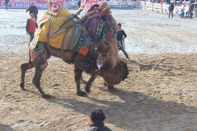 Şehitlere Saygı İçin Develer Davulsuz Güreşti