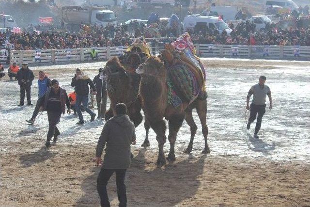 Şehitlere Saygı İçin Develer Davulsuz Güreşti