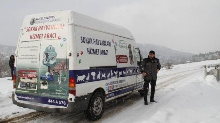 Kartal Belediyesi Sokak Hayvanlarının Yanında