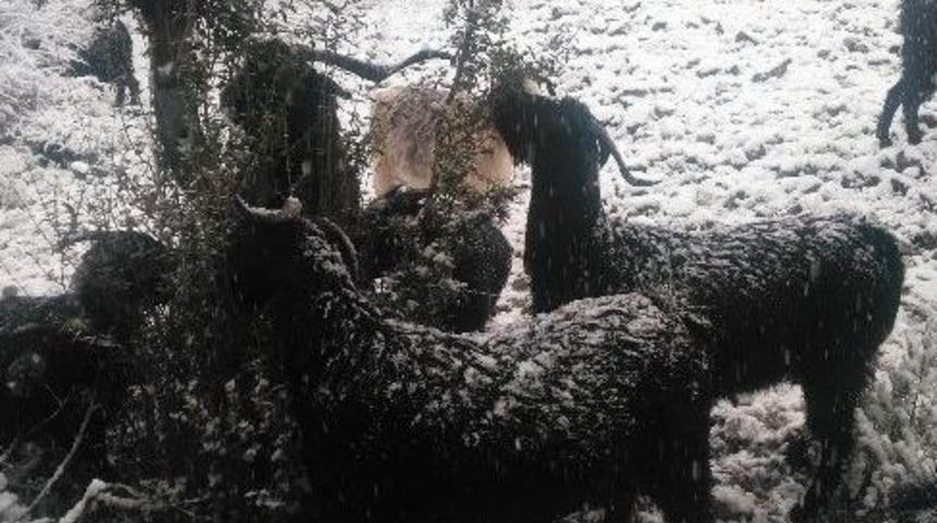 "ke&ccedil;i İnadı" Engel Tanımıyor