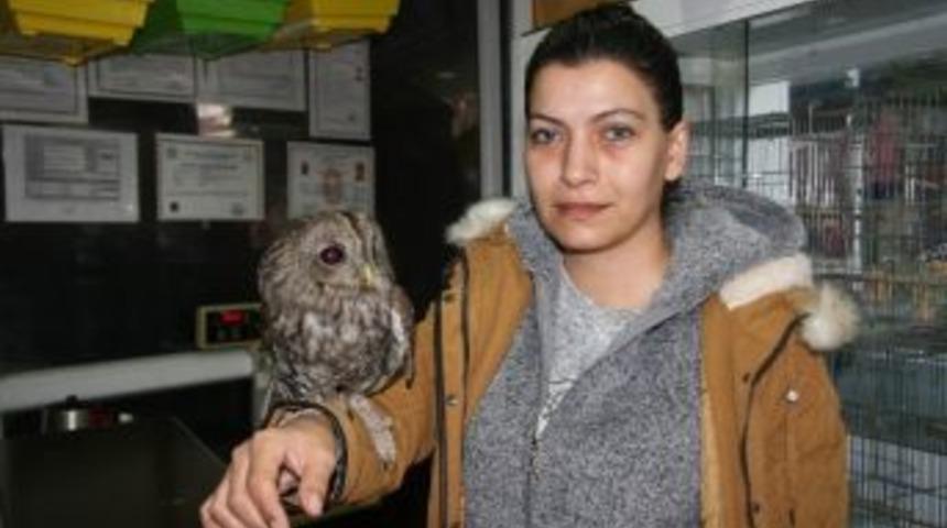 Yaralı Baykuş Hayvanat Bah&ccedil;esine Teslim Edildi