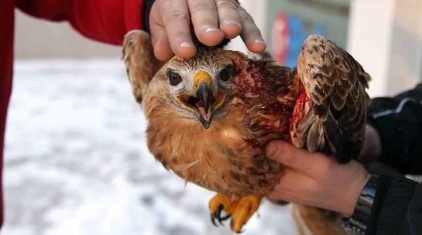 Donmak &Uuml;zere Olan Yaralı Şahin Kurtarıldı