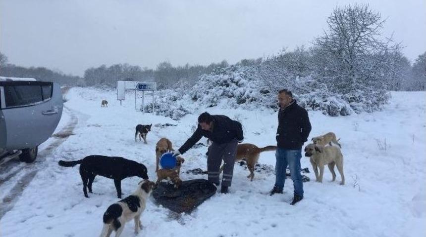 Gebze&rsquo;de Sokak Hayvanları Unutulmadı