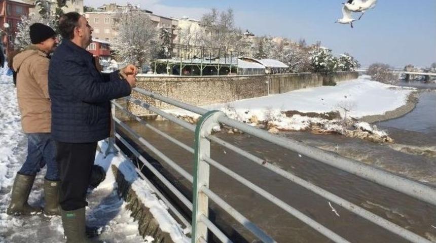 Başkan Hayvanlara Yem Dağıttı