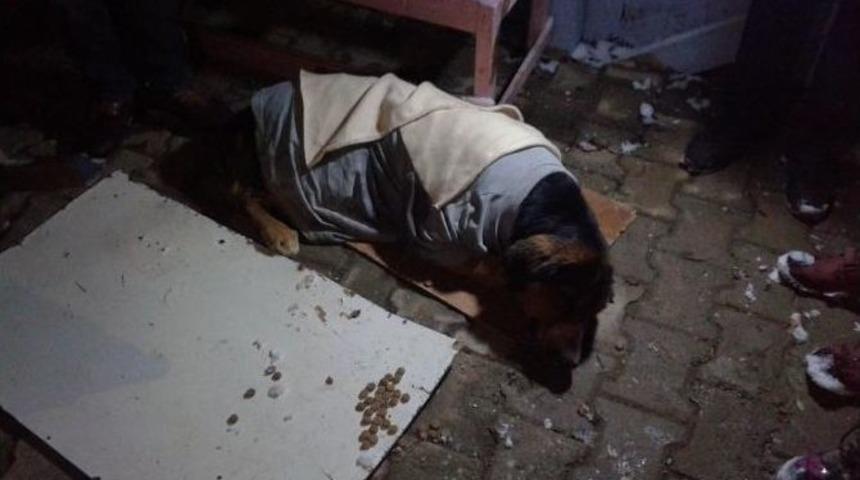 Donmak &Uuml;zere Bulunan K&ouml;pek Son Anda Kurtarıldı