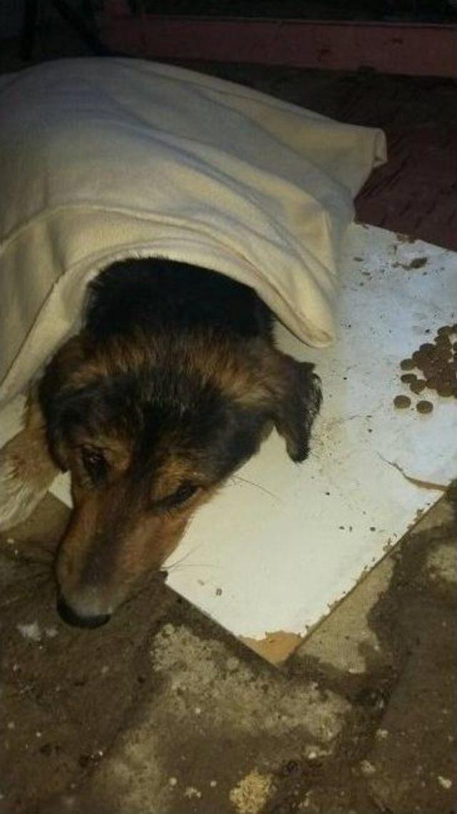 Donmak Üzere Bulunan Köpek Son Anda Kurtarıldı