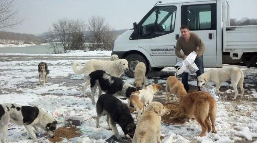 2016&rsquo;da Bin 10 Sokak Hayvanının Sıcak Yuvası Oldu