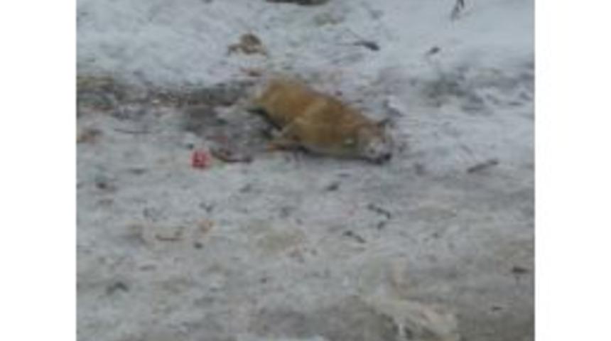 Hakkari&rsquo;de Bir K&ouml;pek Donarak Telef Oldu