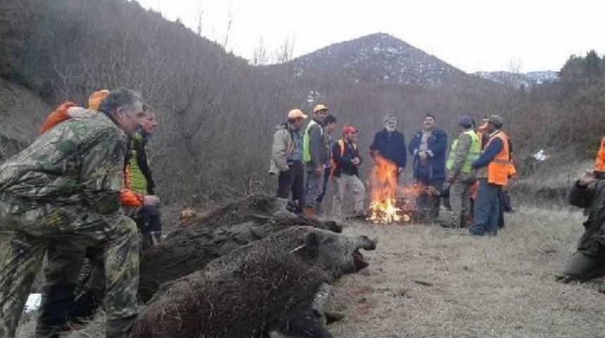 Amasya'da 'domuz Safarisi'