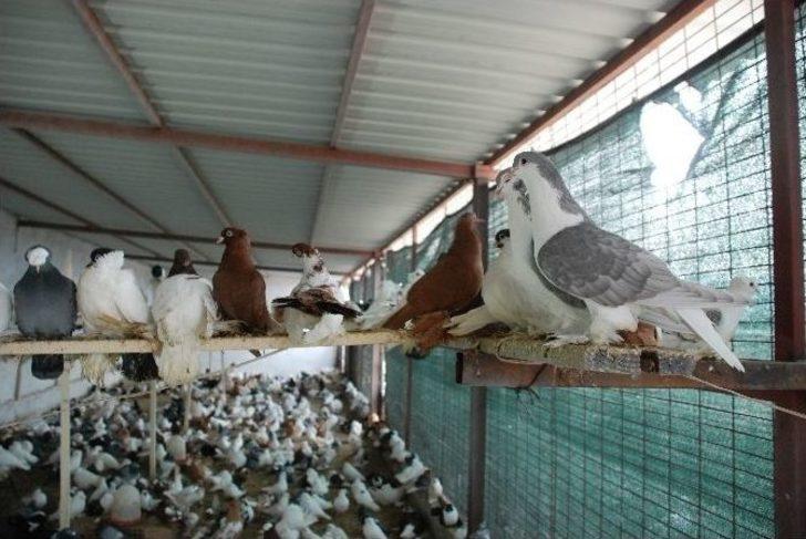 İcralık Güvercinler Tekrar İhalede G1