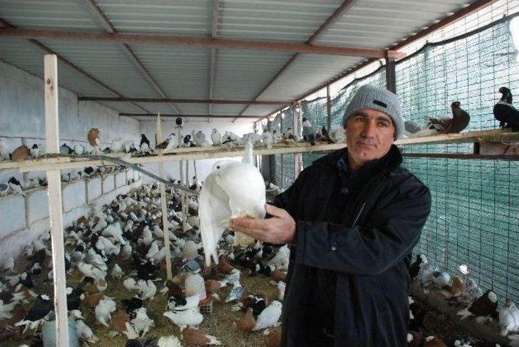 İcralık Güvercinler Tekrar İhalede G2