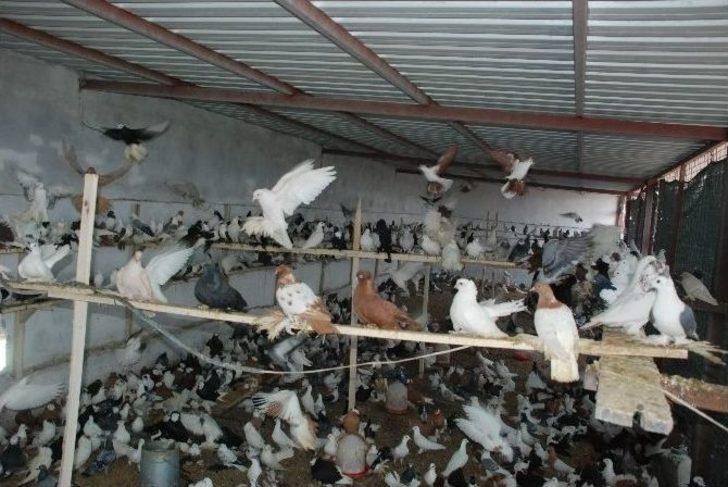 İcralık Güvercinler Tekrar İhalede G4