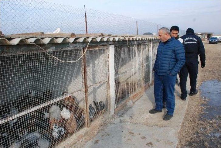 İcralık Güvercinler Tekrar İhalede G5