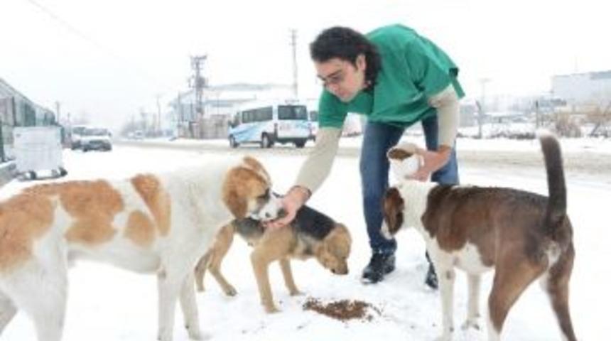 B&uuml;y&uuml;kşehir&rsquo;den, 2016&rsquo;da Sokak Hayvanları İ&ccedil;in 5 Milyon Tl&rsquo;lik Harcama