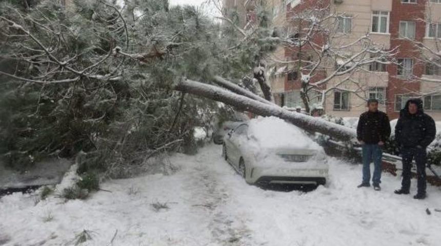 Kardan Devrilen 2 Ağa&ccedil; Ara&ccedil;lara Zarar Verdi