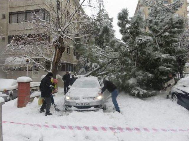 Kardan Devrilen 2 Ağaç Araçlara Zarar Verdi