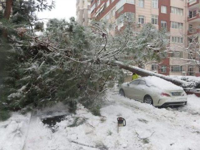 Kardan Devrilen 2 Ağaç Araçlara Zarar Verdi