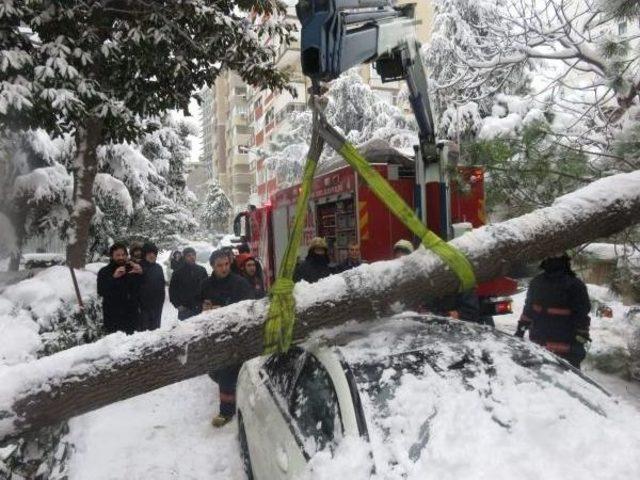 Kardan Devrilen 2 Ağaç Araçlara Zarar Verdi