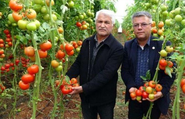 Karakış Domates Fiyatını 4'e Katladı