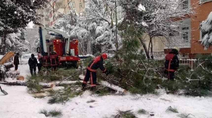 Yoğun Kar Yağışı Nedeniyle Ağa&ccedil; Devrildi
