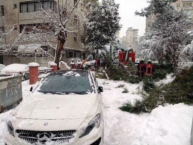 Yoğun Kar Yağışı Nedeniyle Ağaç Devrildi