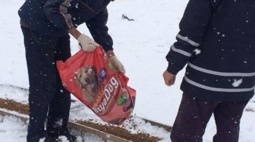 Darıca Belediyesi Sokak Hayvanlarını Unutmadı