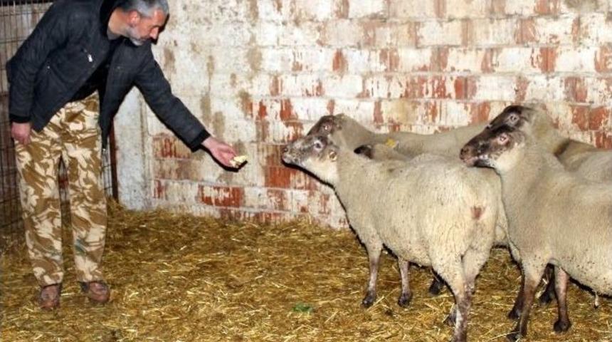 Dev Fransız Koyunları Bursa&rsquo;da