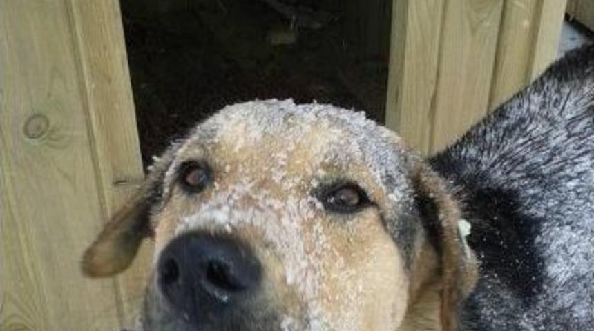 Zorlu Kış Şartlarında Sokak Hayvanları Unutulmadı