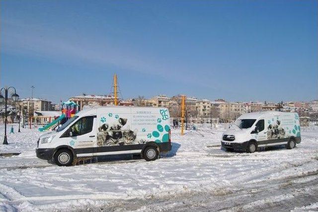 Süleymanpaşa’da Sokak Hayvanlarına Ma Dağıtıldı