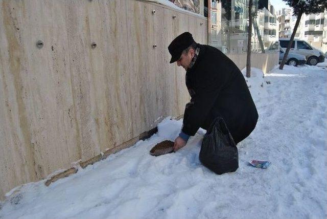 Süleymanpaşa’da Sokak Hayvanlarına Ma Dağıtıldı