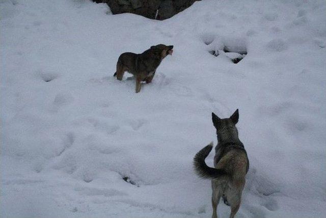 Yozgat Ve Sivas&rsquo;ta Kara Kış Hayatı Olumsuz Etkiliyor 3