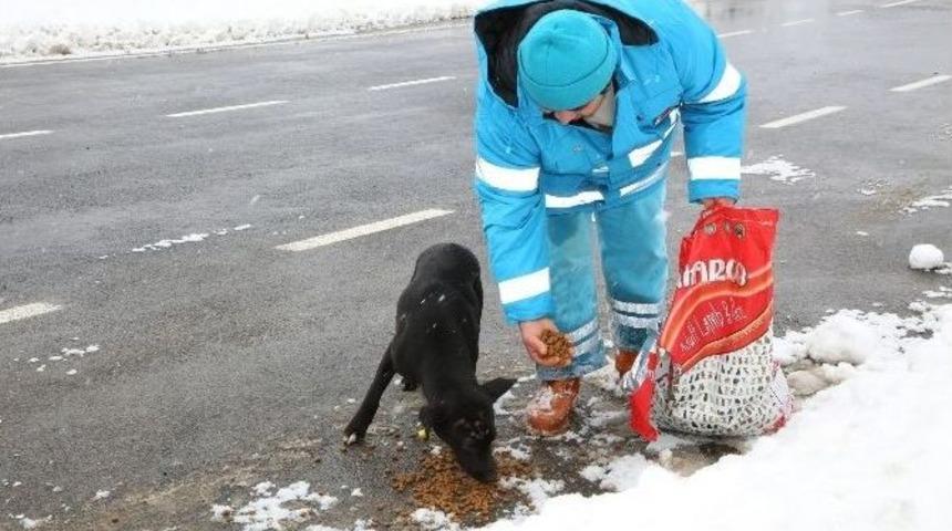 Çekmeköy’de Sokak Hayvanları Unutulmadı