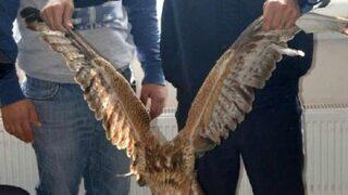 Kanadından Vurulan Kızıl Şahine Tedavi