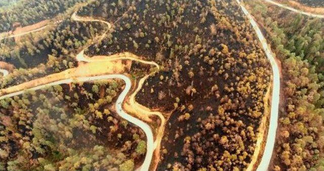 Yangında Zarar Gören Çamburnu Ormanından Iyi Haber