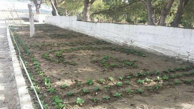 K&ouml;pr&uuml;başı Mezarlığı &Ccedil;i&ccedil;eklerle Donatıldı 1