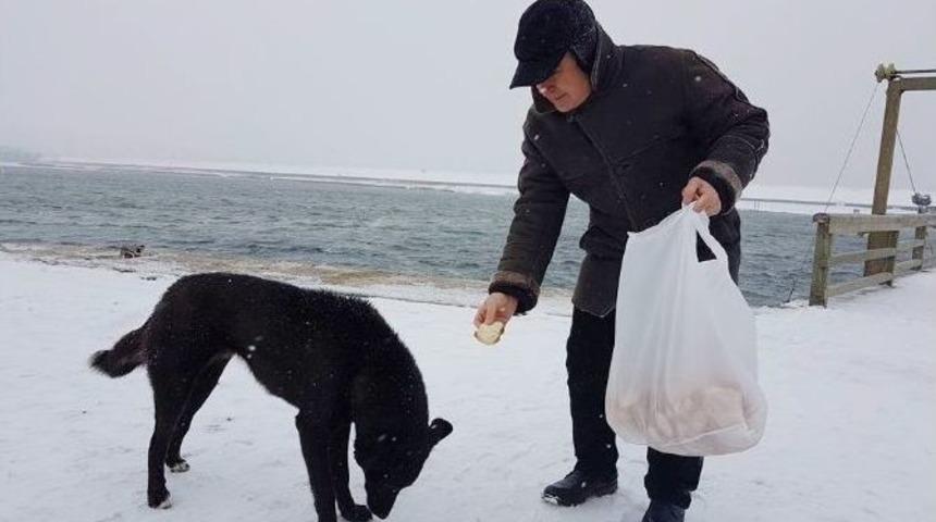 Büyükçekmece’nin Sokak Hayvanları Aç Kalmadı