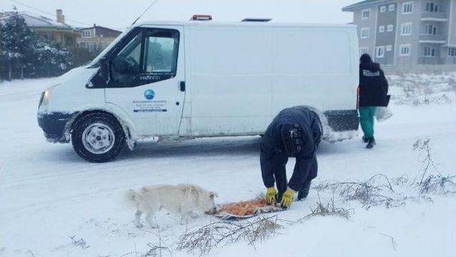 Büyükçekmece’nin Sokak Hayvanları Aç Kalmadı 1