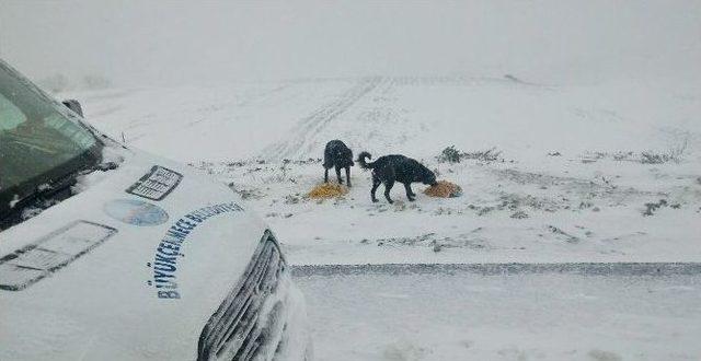 Büyükçekmece’nin Sokak Hayvanları Aç Kalmadı 2