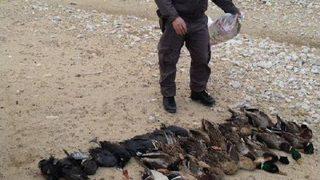 47 Ördek Avlayan Kaçak Avcılara 22 Bin 698 Lira Para Cezası