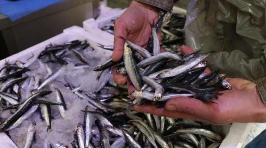 Hamsinin Fiyatı, Beklenen D&uuml;zeye Inmedi