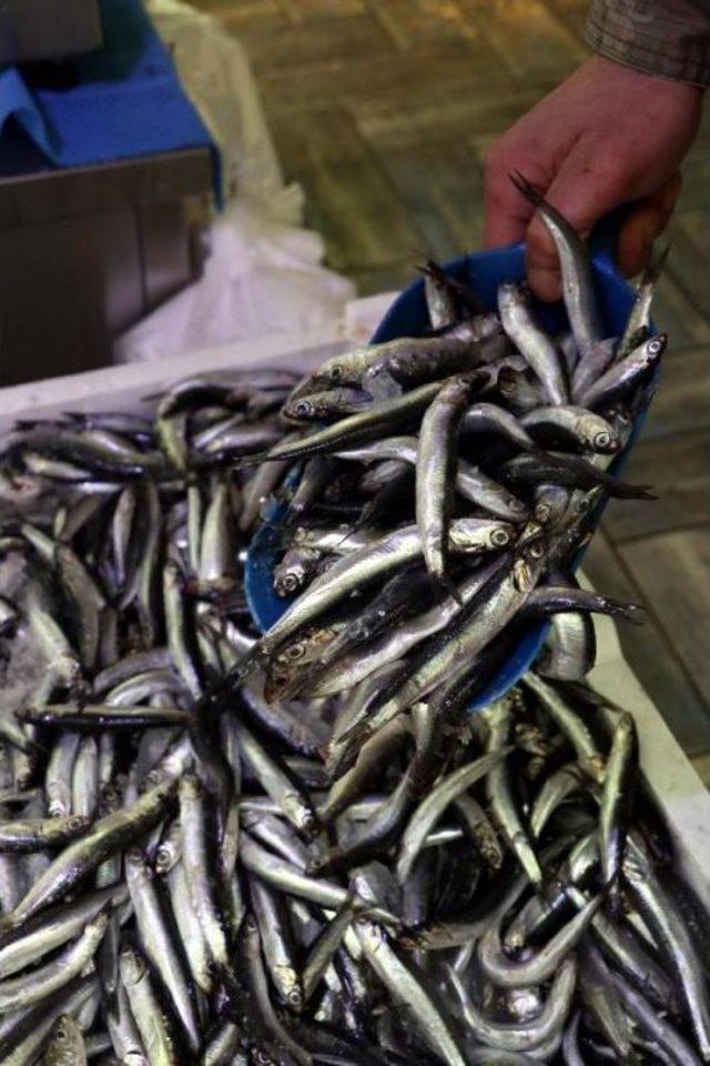 Palamut G&uuml;ld&uuml;rd&uuml;, Hamsi &Uuml;zd&uuml; 3