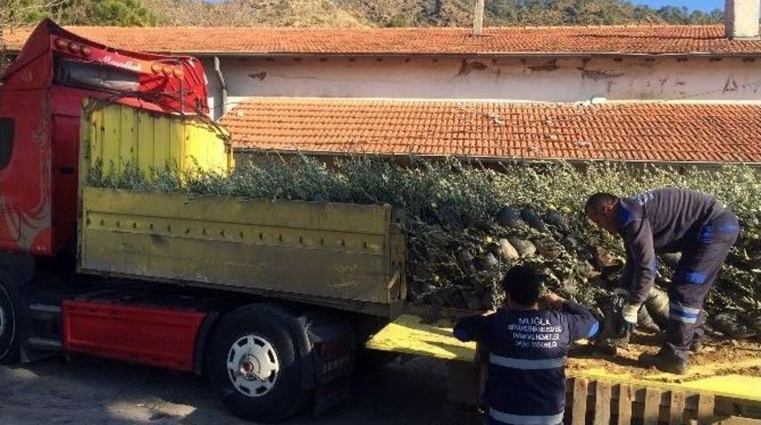 1040 D&ouml;n&uuml;me Ceviz, Zeytin Ve İncir Fidanı Dikilecek