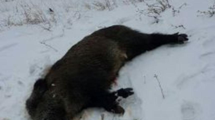 A&ccedil; Kalan Yaban Domuzu İl&ccedil;e Merkezine İndi