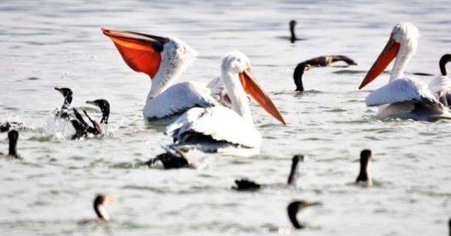 Milas'taki Kuş Cenneti Sulak Alanda Avcılığa Karşı Eylem