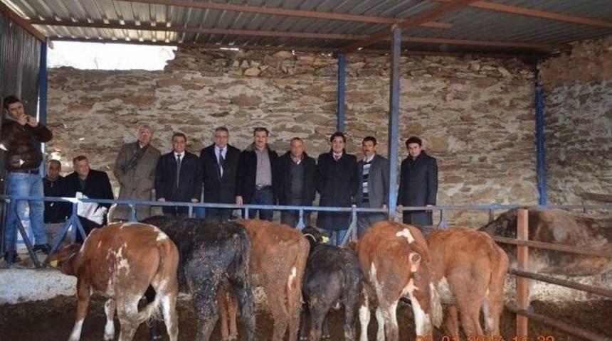 Bozdoğan&rsquo;da 16 Gen&ccedil; &Ccedil;ift&ccedil;i Hibeden Faydalandı